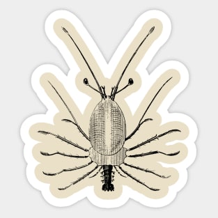 Lobster Larve Sticker